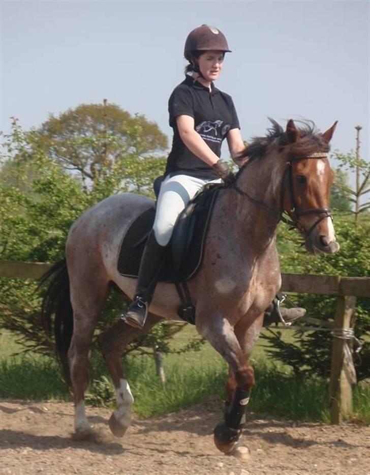 Welsh Cob (sec D) Goya **solgt** billede 17