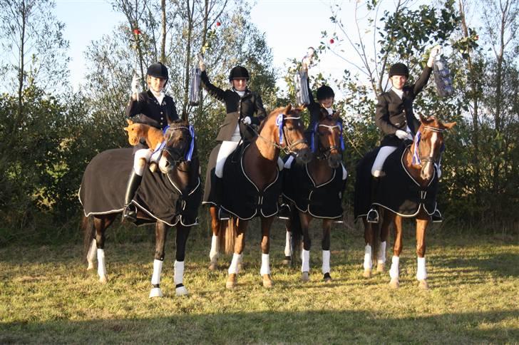 Welsh Partbred (Sec F) Marieton's Sanssousi - 2. Sydjysk Mesterskab for hold 2009 hvor vi blev nr. 2.. :D billede 6