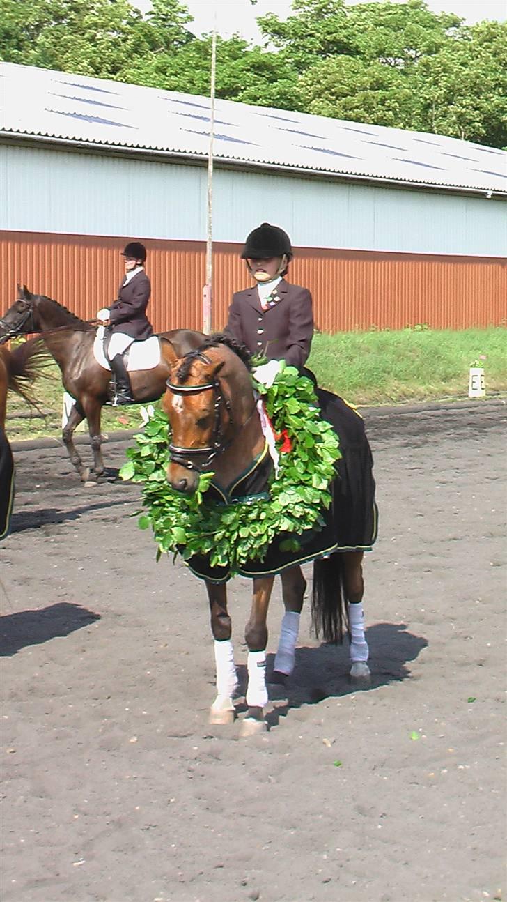 Welsh Partbred (Sec F) Marieton's Sanssousi - 3. Tager lige en bid af den fine krans.. ;) Klubmester 2008 billede 8