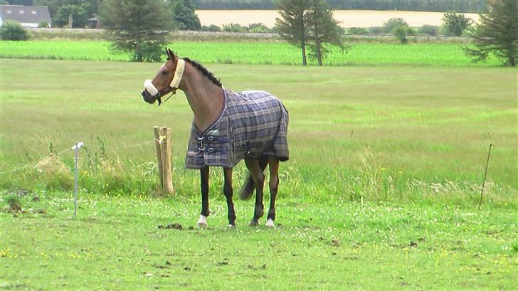 Welsh Partbred (Sec F) Marieton's Sanssousi - 5. Første gang på sin nye mark..  billede 10