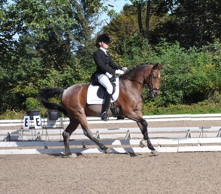 Welsh Partbred (Sec F) Marieton's Sanssousi - 7. DM-hold i Frederikshavn 2010 billede 11