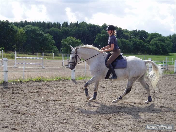 Dansk Varmblod Lamborghini solgt - 17/08 :) billede 16