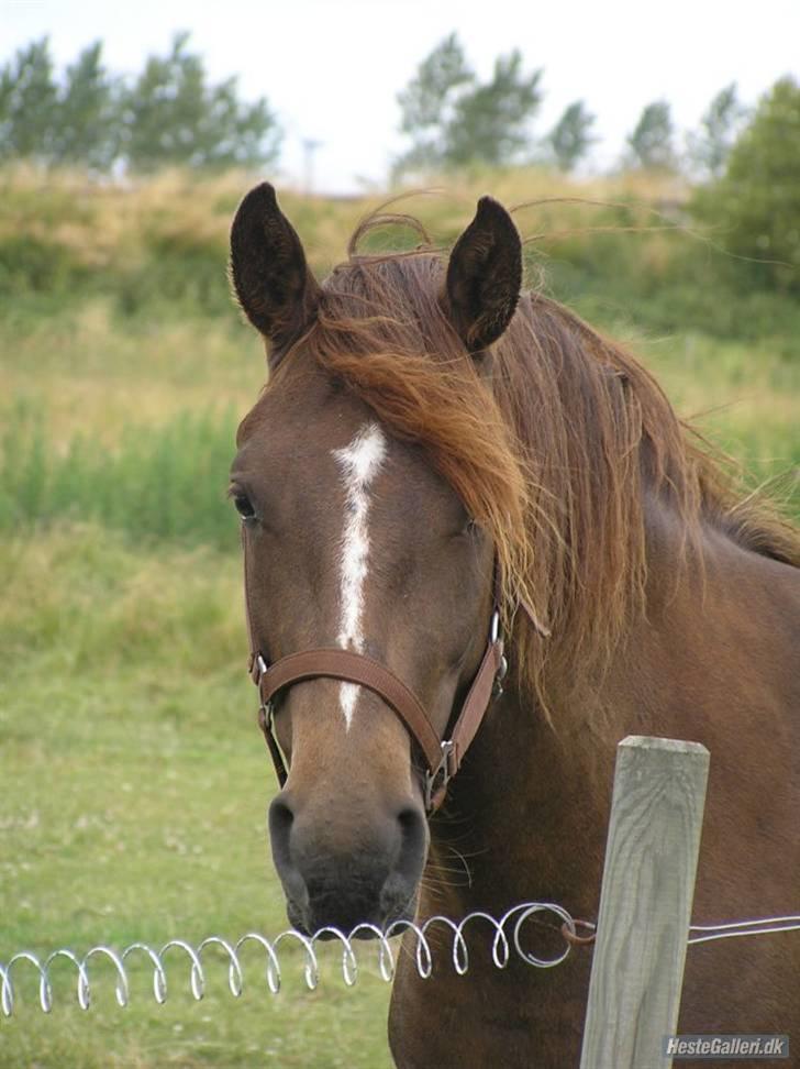 Anden særlig race Ellgaard´s Chelsea*Solgt* - *NYT* min super lækre prinsesse... taget af: Sara  Bøttcher billede 16