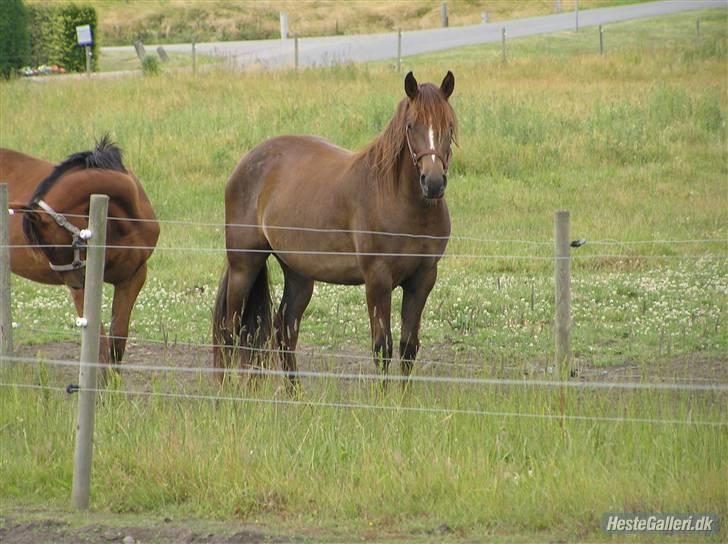 Anden særlig race Ellgaard´s Chelsea*Solgt* - *NYT* min TYKKE hoppe plag.. smiler.. ... taget af: Sara  Bøttcher billede 17