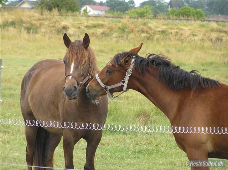 Anden særlig race Ellgaard´s Chelsea*Solgt* - *NYT* min prinsesse og Yasmin... taget af: Sara  Bøttcher billede 18