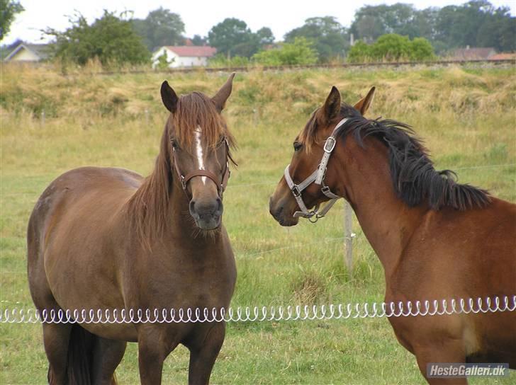 Anden særlig race Ellgaard´s Chelsea*Solgt* - *NYT* igen, min prinsesse og Yasmin... taget af: Sara  Bøttcher billede 19