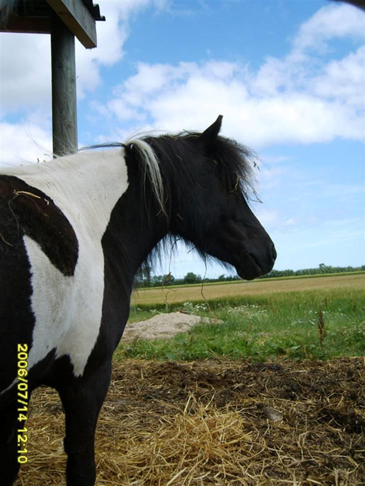 Shetlænder Micki *UDLÅNT* - En yngre Micki billede 3