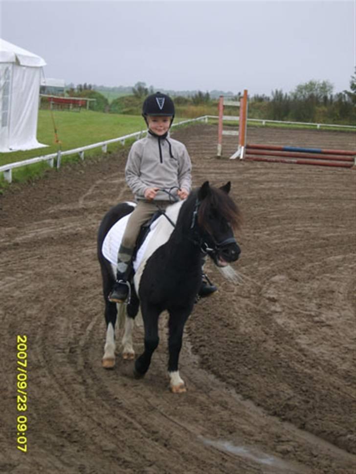 Shetlænder Micki *UDLÅNT* - Stævne i Ørsted billede 5