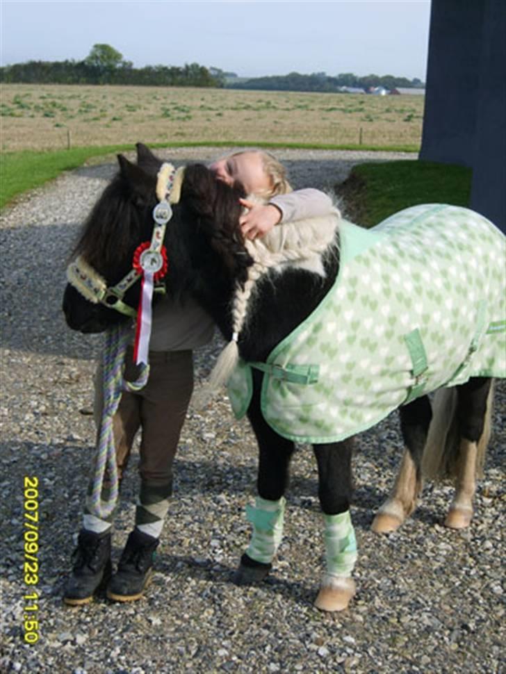 Shetlænder Micki *UDLÅNT* - Krammer <3 billede 7