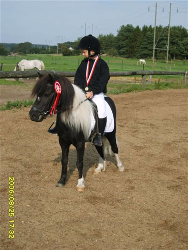 Shetlænder Micki *UDLÅNT* - Stævne i Kongsvad billede 6