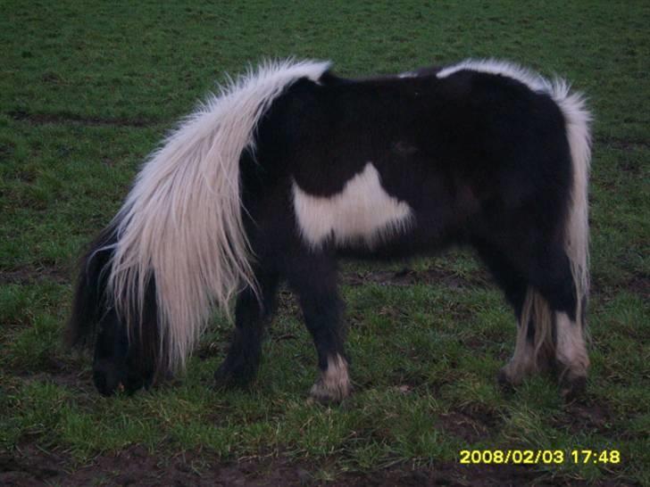 Shetlænder Micki *UDLÅNT* - Uldtot billede 8