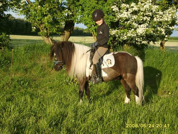 Shetlænder Micki *UDLÅNT* - Rider lidt  billede 9