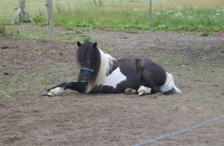 Shetlænder Micki *UDLÅNT* - Han er lidt træt billede 10