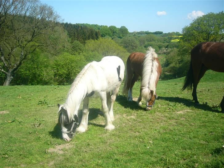 Irish Cob Molan - på ferie med venner. billede 13