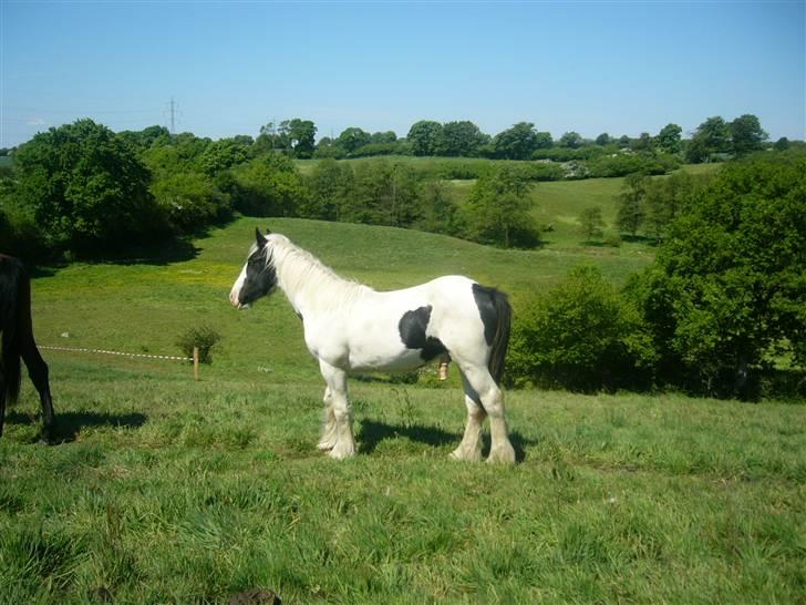 Irish Cob Molan - Min smukke lille smarte hest - han er vokset meget og blevet en rigtig stor dreng. billede 14