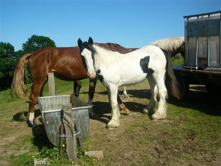 Irish Cob Molan - Molan på sommergræs. billede 15