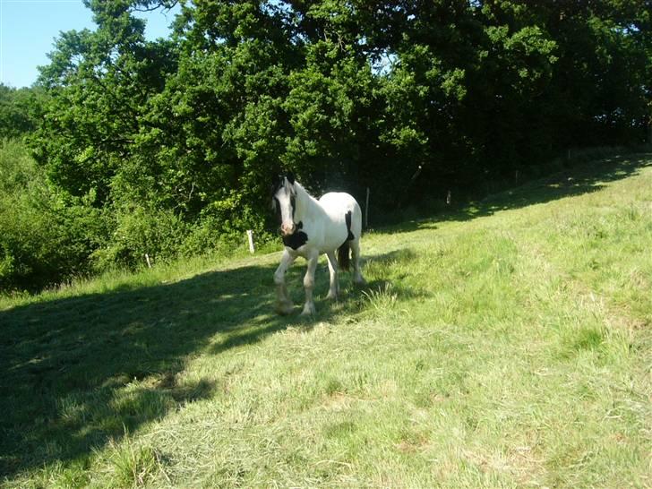 Irish Cob Molan - Molan på sommerferie.....stedet er så smukt - det er ren afslapning at være der. billede 16