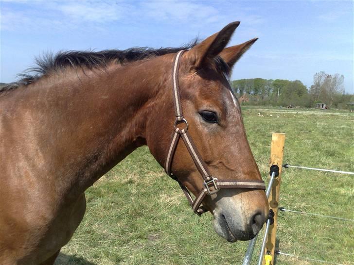 Oldenborg Elvina (Marmelade) - Marmelade på marken billede 1