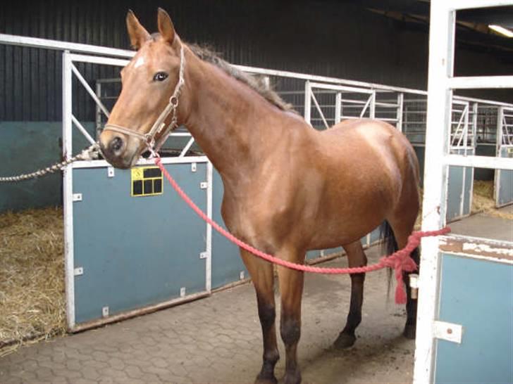 Oldenborg Elvina (Marmelade) - Marmelade lige efter jeg købte hende billede 3