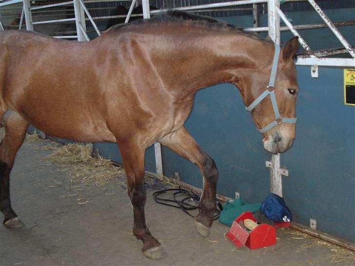 Oldenborg Elvina (Marmelade) - Marmelade tigger billede 4