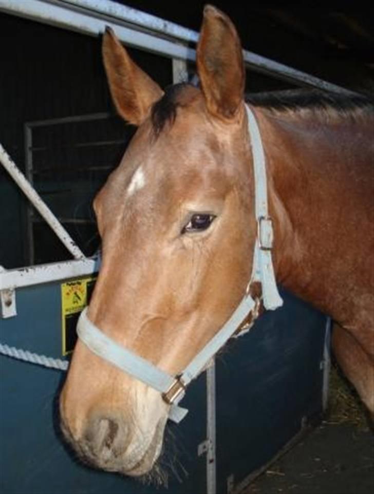 Oldenborg Elvina (Marmelade) - Lidt træt efter en ridetur billede 5