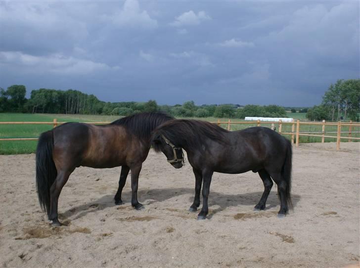 Islænder Vikingur fra Sejershøj - Søndag d.29 Juni 08. Dagen hvor han flyttede ind hos mig billede 2