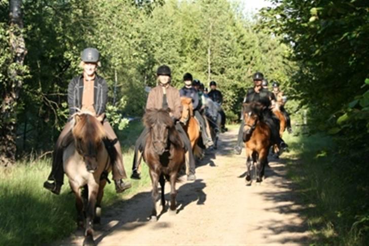 Islænder Vikingur fra Sejershøj - Tirsdag d.1 Juli 08 Fællestur med 16 andre ryttere billede 3