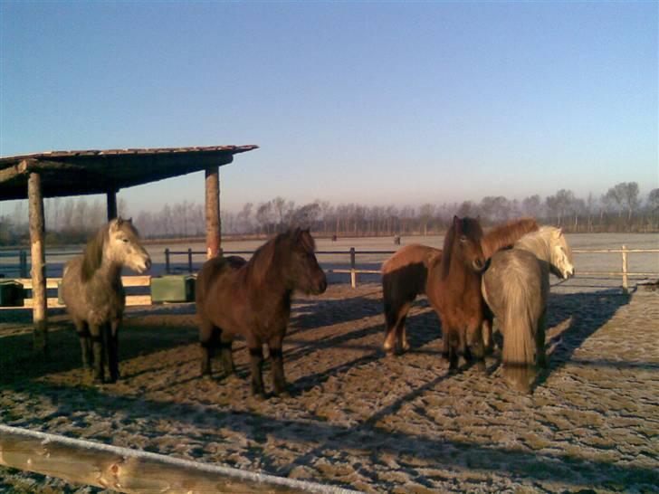 Islænder Vikingur fra Sejershøj - Vikingen med hans slæng af lege kammerater billede 4