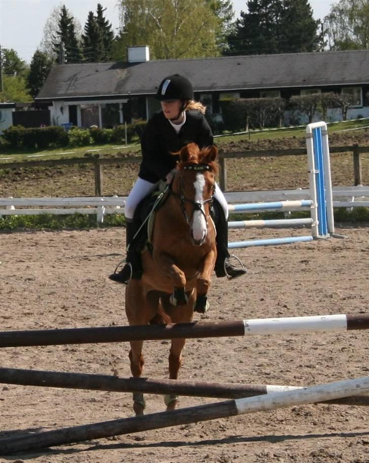 Anden særlig race Lyngholm's Blazie Solgt  - Blazie og jeg i en LB på VEK. Foto: Helenes far billede 8