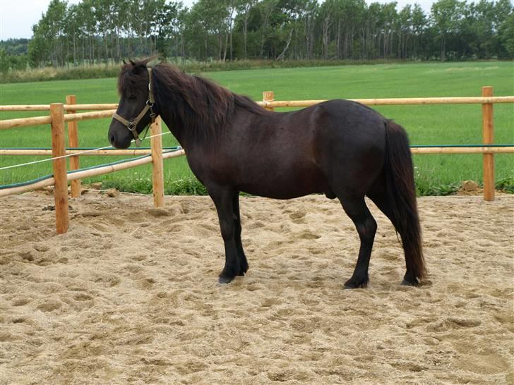 Islænder Vikingur fra Sejershøj - Juni 08 Vikingen flytter ind hos mig ;) billede 6