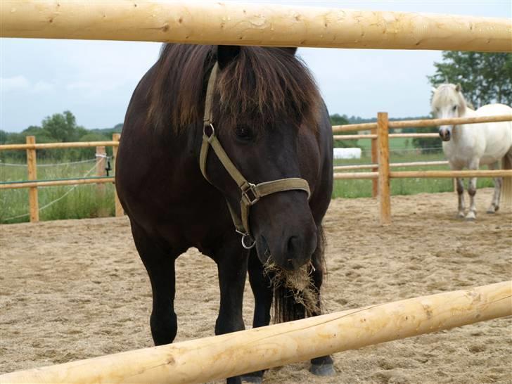Islænder Vikingur fra Sejershøj - Mums hø billede 7