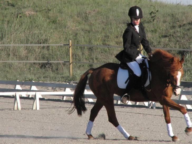 Anden særlig race Lyngholm's Blazie Solgt  - Blazie og jeg i en LC3 på Vindinge .. Foto: Mor billede 10