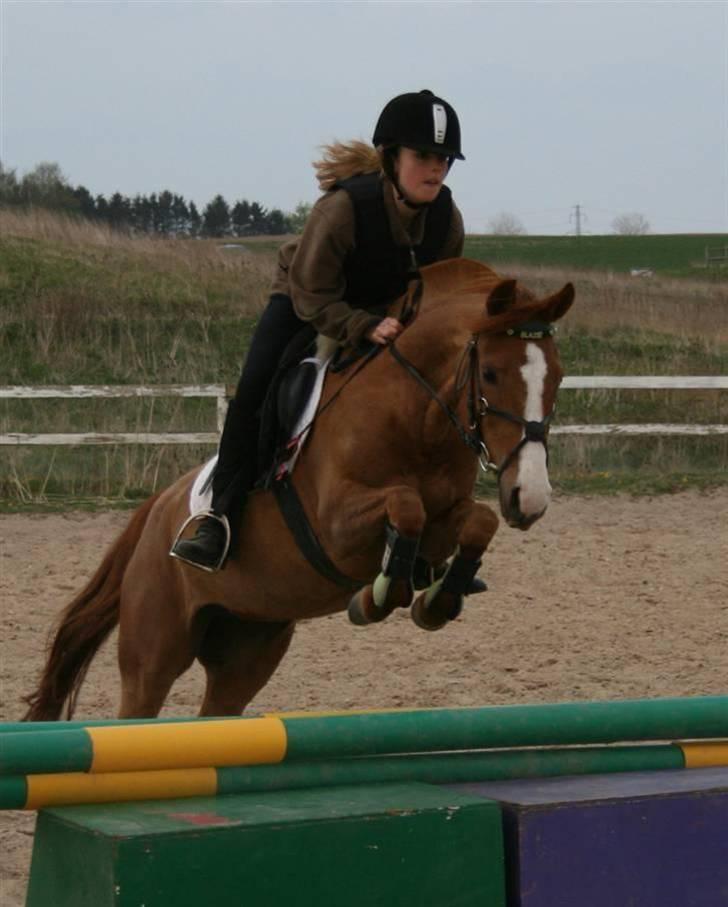 Anden særlig race Lyngholm's Blazie Solgt  - Elsker dig mi skat <3 Foto: Helene billede 13