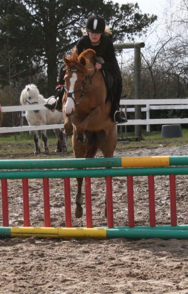 Anden særlig race Lyngholm's Blazie Solgt  - Blazie og jeg over stigen . foto: Helene billede 14