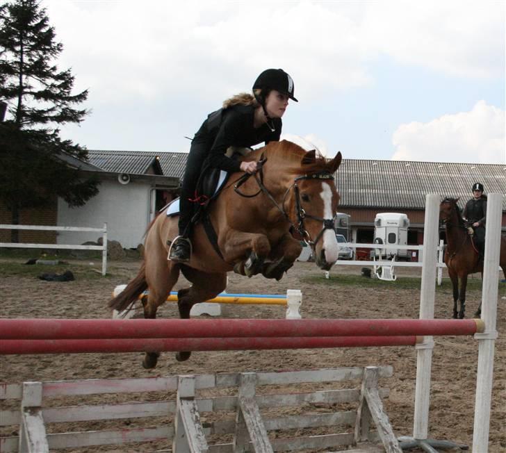 Anden særlig race Lyngholm's Blazie Solgt  - Blazie og jeg over en okser på 110cm (MA) foto: Helene billede 15