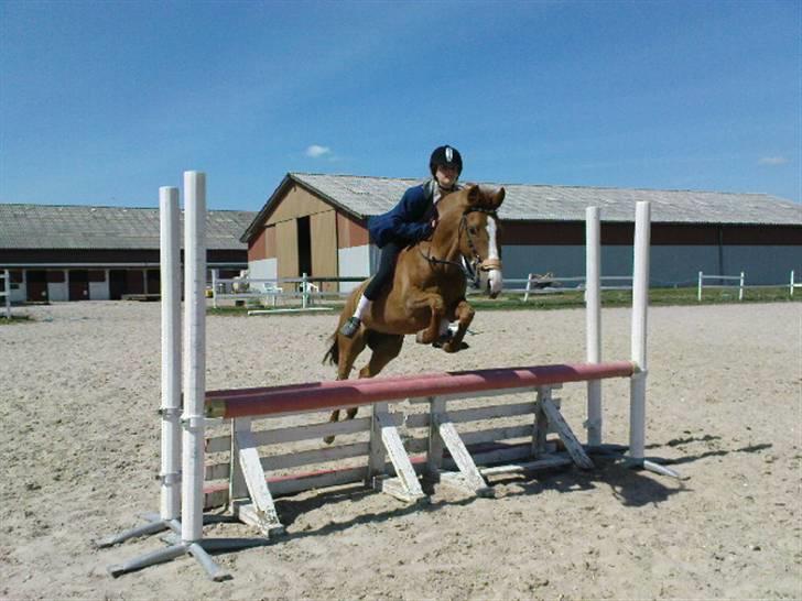Anden særlig race Lyngholm's Blazie Solgt  - Blazie og jeg springer 75cm uden sadel (´: Sidste dag jeg havde hende, eller dvs. det var rent faktisk den dag Rikke kom og hentede hende, måtte bare have et sidste spring på min elskede :´( Foto: Bex billede 16