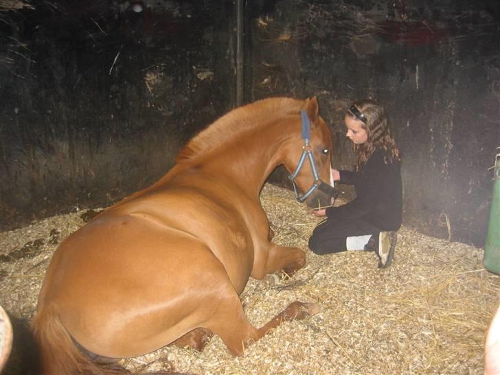 Anden særlig race Lyngholm's Blazie Solgt  - Blazie og jeg i boksen <3 Foto: Bex billede 18