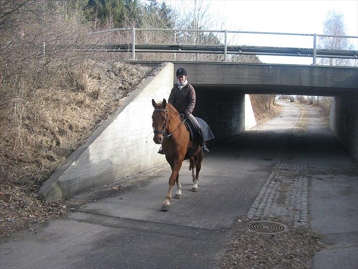 Frederiksborg Rubin [Himmelhest] - 10: Marts 2011 billede 10