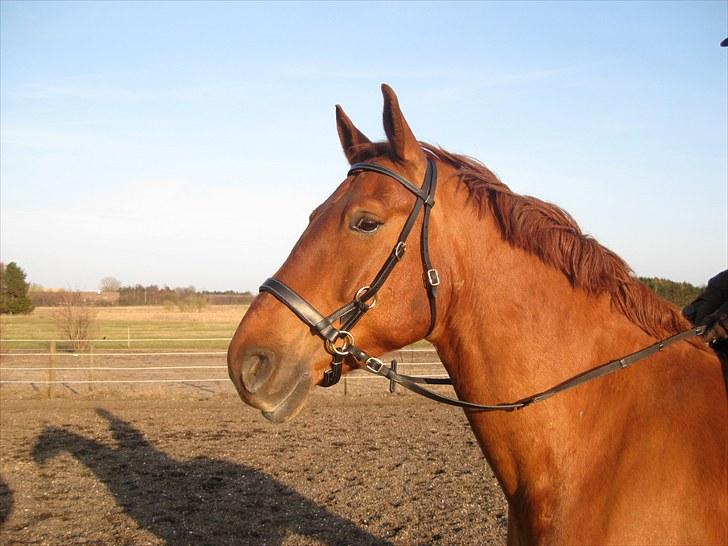 Frederiksborg Rubin [Himmelhest] - 3: En aften i 2010 billede 3