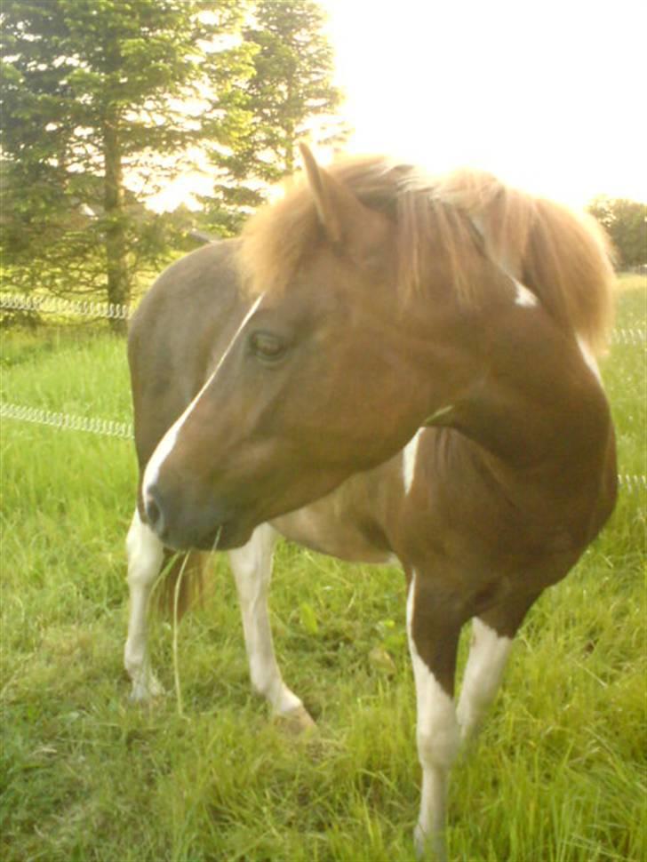 Anden særlig race Nordens Tequila Sunraise - Smukke Tequila <3 billede 8
