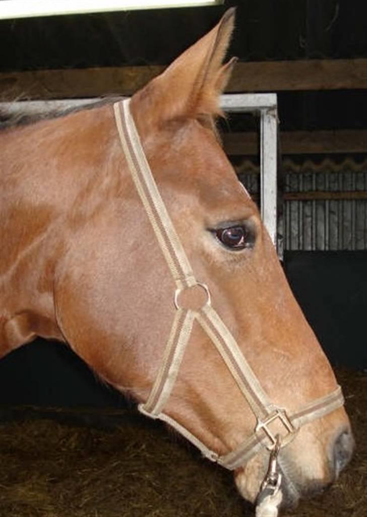 Oldenborg Elvina (Marmelade) billede 6