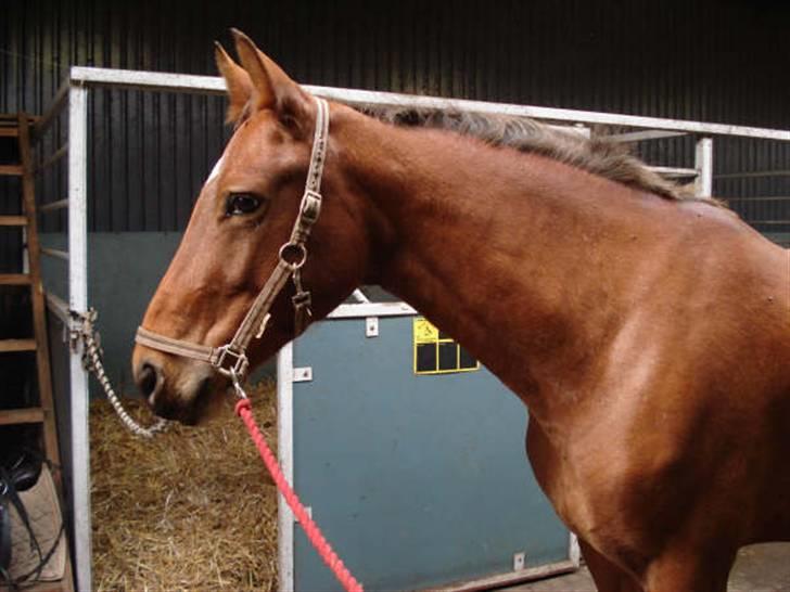 Oldenborg Elvina (Marmelade) - Smukke Marmelade billede 7