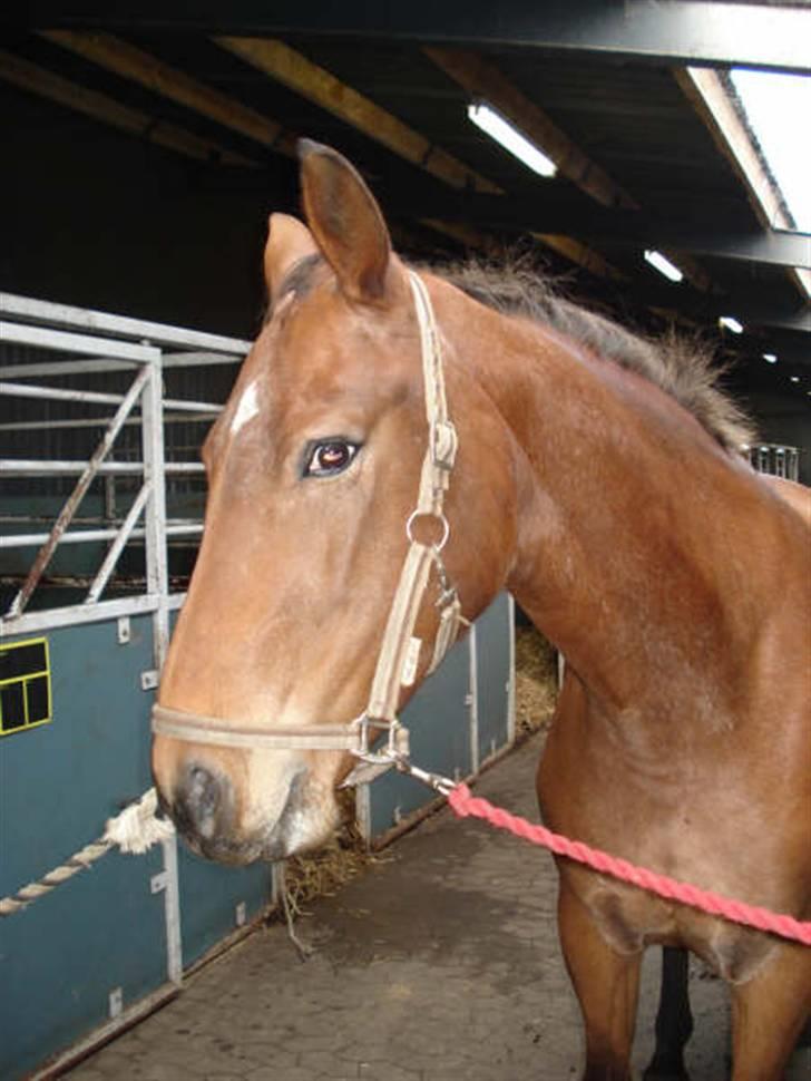 Oldenborg Elvina (Marmelade) - Ejjj hold nu med at tage billeder billede 8