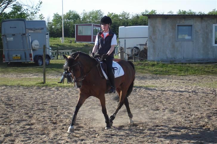 Hollandsk Sportspony Orchid´S Paxton <B-pony> - Dressur i FORK billede 14