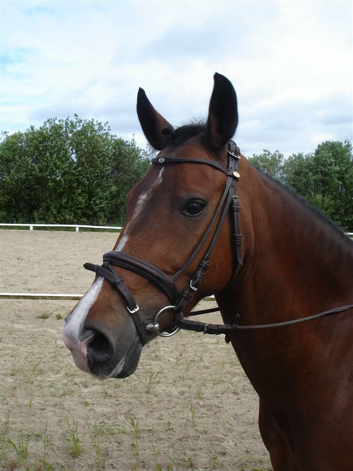 Hollandsk Sportspony Orchid´S Paxton <B-pony> - paxton efter dressur i Broust billede 15