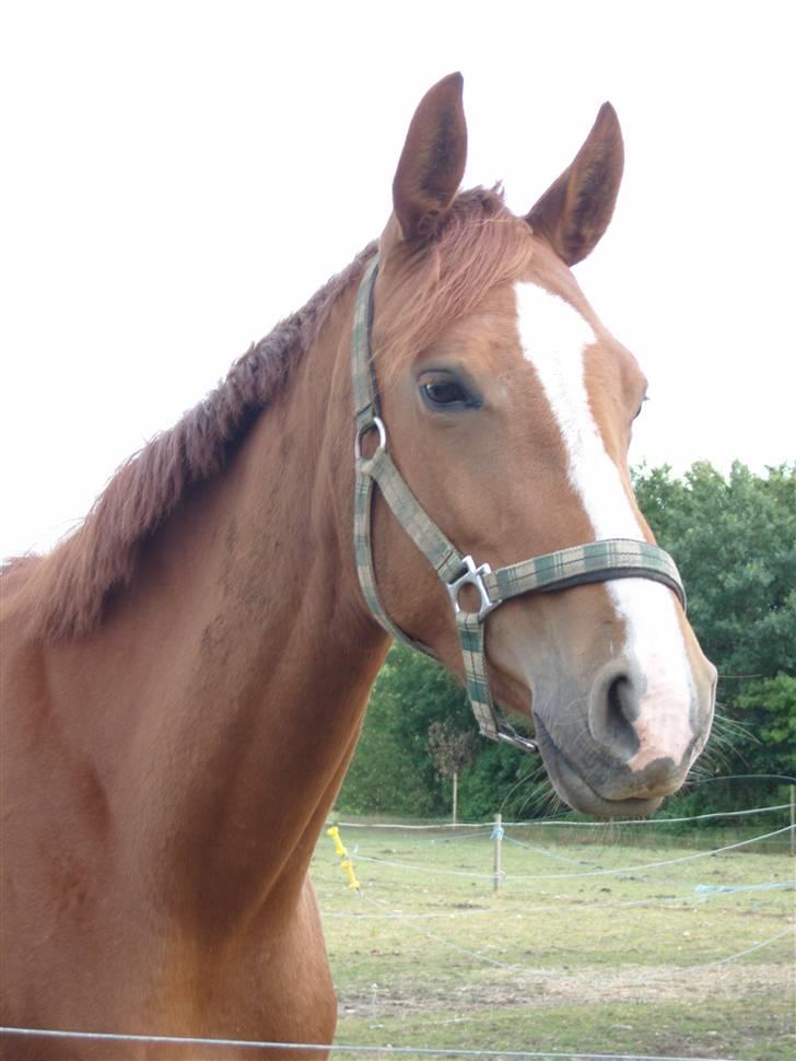 Dansk Varmblod Maywind Lafreja *RIP <3* - smukke frejas hoved <3  billede 1