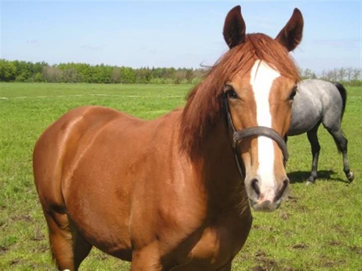 Dansk Varmblod Maywind Lafreja *RIP <3* - freja som 2års ..  billede 2