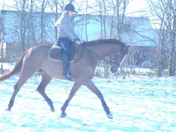 Dansk Varmblod Maywind Lafreja *RIP <3* - Trav træning hjemme februar 09 ..  billede 6
