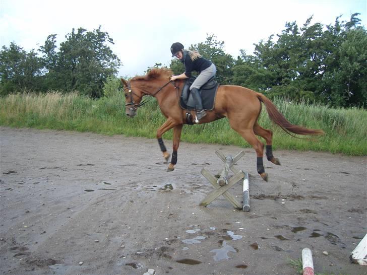 Dansk Varmblod Maywind Lafreja *RIP <3* - haha freja lille mus <3 allerførste spring <3  billede 9