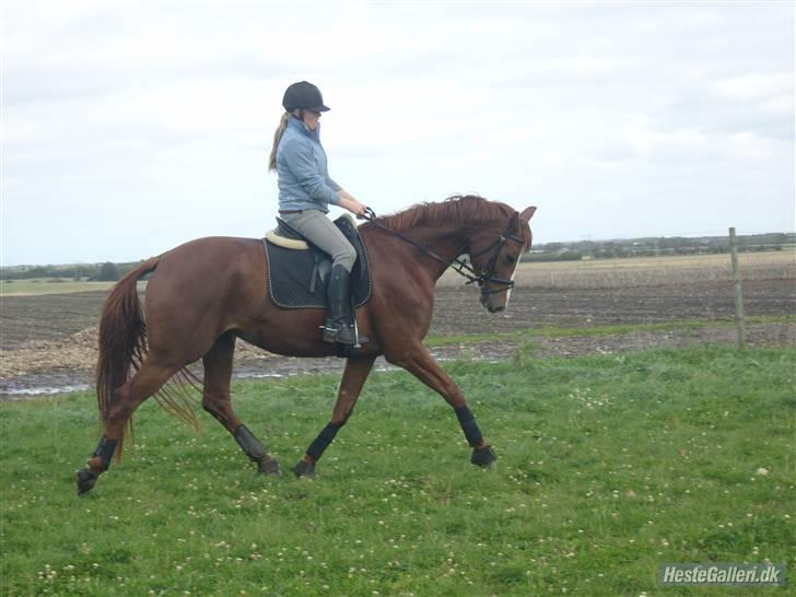 Dansk Varmblod Maywind Lafreja *RIP <3* - Trav (:  billede 10